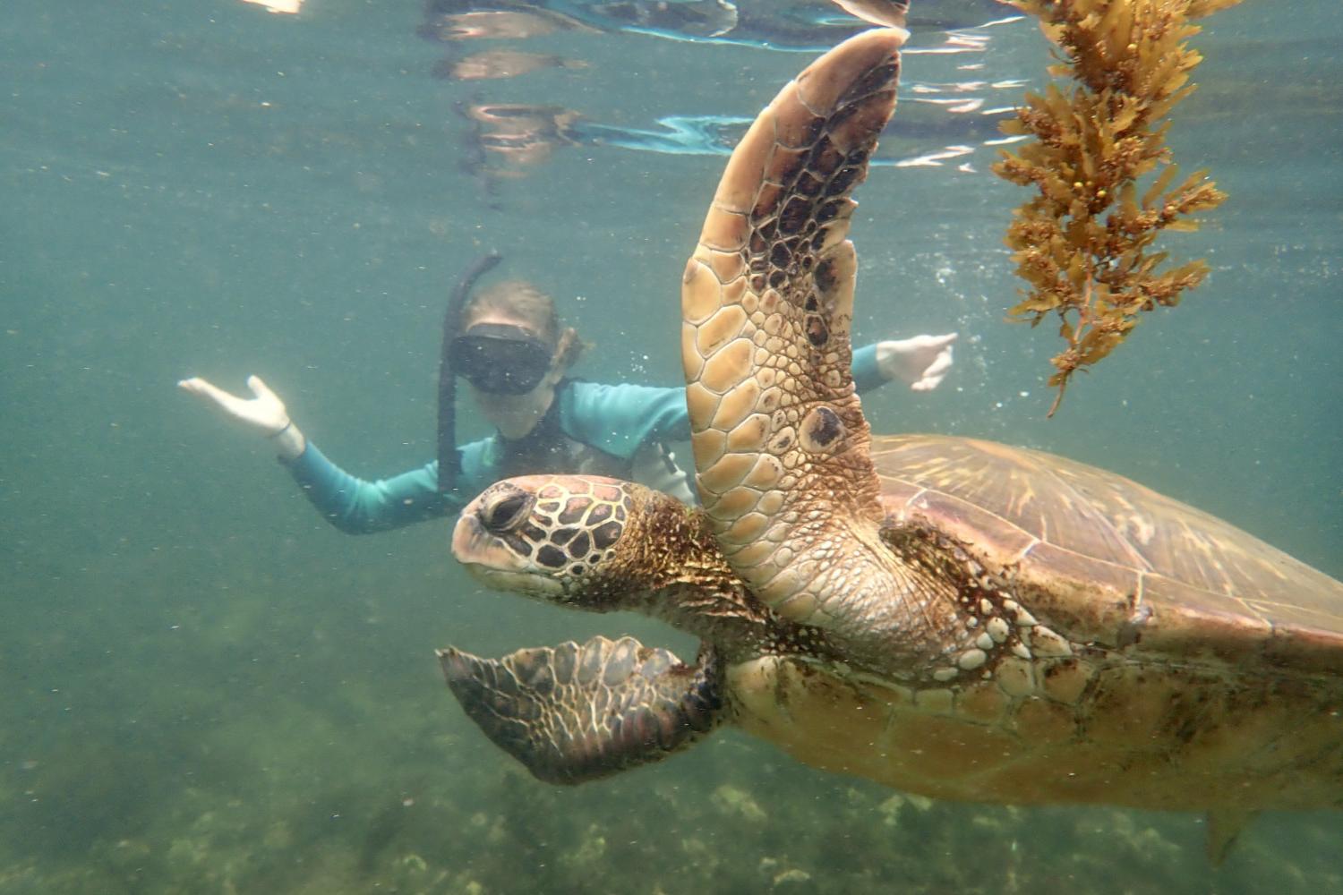 一名<a href='http://1q8kn.extenderplugin.com'>bv伟德ios下载</a>学生在Galápagos群岛游学途中与一只巨龟游泳.